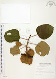 中文名:台灣羊桃(S008629)學名:Actinidia chinensis Planch. var. setosa Li(S008629)英文名:Taiwan actinidia