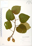 中文名:台灣羊桃(S008630)學名:Actinidia chinensis Planch. var. setosa Li(S008630)英文名:Taiwan actinidia