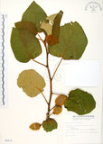 中文名:台灣羊桃(S008631)學名:Actinidia chinensis Planch. var. setosa Li(S008631)英文名:Taiwan actinidia