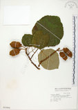 中文名:台灣羊桃(S015866)學名:Actinidia chinensis Planch. var. setosa Li(S015866)英文名:Taiwan actinidia