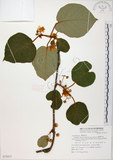 中文名:台灣羊桃(S072915)學名:Actinidia chinensis Planch. var. setosa Li(S072915)英文名:Taiwan actinidia