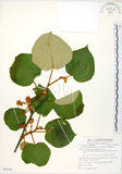 中文名:台灣羊桃(S085954)學名:Actinidia chinensis Planch. var. setosa Li(S085954)英文名:Taiwan actinidia