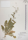 中文名:薺(S081728)學名:Capsella bursa-pastoris (L.) Medic.(S081728)