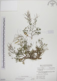 中文名:焊菜(S054282)學名:Cardamine flexuosa With.(S054282)中文別名:蔊菜英文名:Small-leaved bittercress