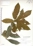 中文名:猴歡喜(S010361)學名:Sloanea formosana Li(S010361)英文名:Thick-fruitea Sloanea