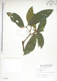 中文名:猴歡喜(S010362)學名:Sloanea formosana Li(S010362)英文名:Thick-fruitea Sloanea