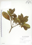 中文名:猴歡喜(S010363)學名:Sloanea formosana Li(S010363)英文名:Thick-fruitea Sloanea