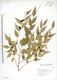 中文名:白珠樹(S030974)學名:Gaultheria cumingiana Vidal(S030974)