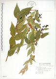 中文名:白珠樹(S048227)學名:Gaultheria cumingiana Vidal(S048227)