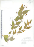 中文名:白珠樹(S062371)學名:Gaultheria cumingiana Vidal(S062371)
