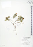 中文名:高山白珠樹(S009615)學名:Gaultheria itoana Hayata(S009615)英文名:Ito s Wintergreen