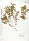 中文名:高山白珠樹(S015366)學名:Gaultheria itoana Hayata(S015366)英文名:Ito s Wintergreen