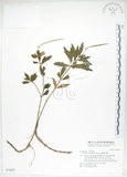 中文名:臺灣石吊蘭(S031027)學名:Lysionotus pauciflorus Maxim.(S031027)中文別名:吊石苣苔