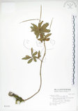 中文名:臺灣石吊蘭(S031757)學名:Lysionotus pauciflorus Maxim.(S031757)中文別名:吊石苣苔