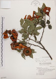 中文名:頷垂豆(S017327)學名:Archidendron lucidum (Benth.) I. Nielsen(S017327)