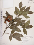 中文名:頷垂豆(S081730)學名:Archidendron lucidum (Benth.) I. Nielsen(S081730)