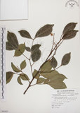 中文名:頷垂豆(S082623)學名:Archidendron lucidum (Benth.) I. Nielsen(S082623)