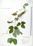 中文名:台灣山黑扁豆(S031135)學名:Dumasia villosa DC. subsp. bicolor (Hayata.) Ohashi & Tateishi(S031135)
