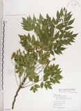 中文名:楝(S079817)學名:Melia azedarach L.(S079817)中文別名:苦楝英文名:China Tree, China Berry-tree