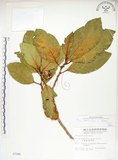 中文名:大冇榕(S007285)學名:Ficus septica Burm. f.(S007285)中文別名:稜果榕英文名:Angular-fruit Fig