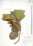 中文名:大冇榕(S051060)學名:Ficus septica Burm. f.(S051060)中文別名:稜果榕英文名:Angular-fruit Fig