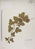中文名:毛西番蓮(S007867)學名:Passiflora foetida L. var. hispida (DC. ex Triana & Planch.) Killip(S007867)