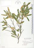 中文名:車桑子(S017336)學名:Dodonaea viscosa (L.) Jacq.(S017336)英文名:Switch Sorrel