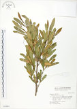 中文名:車桑子(S034981)學名:Dodonaea viscosa (L.) Jacq.(S034981)英文名:Switch Sorrel