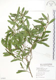 中文名:車桑子(S079829)學名:Dodonaea viscosa (L.) Jacq.(S079829)英文名:Switch Sorrel