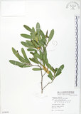 中文名:車桑子(S079830)學名:Dodonaea viscosa (L.) Jacq.(S079830)英文名:Switch Sorrel