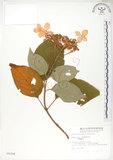 中文名:高山藤繡球(S008204)學名:Hydrangea aspera D. Don(S008204)