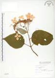 中文名:高山藤繡球(S008206)學名:Hydrangea aspera D. Don(S008206)