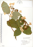 中文名:高山藤繡球(S030984)學名:Hydrangea aspera D. Don(S030984)