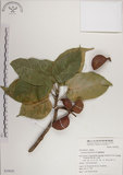 中文名:蘭嶼蘋婆(S039820)學名:Sterculia ceramica R. Brown.(S039820)英文名:Lanyu sterculia