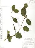 中文名:爬森藤(S050053)學名:Parsonia laevigata (Moon) Alston(S050053)英文名:Helicoid-stamenal parsonsia