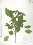 中文名:臺灣常春藤(S091040)學名:Hedera rhombea (Miq.) Bean var. formosana (Nakai) Li(S091040)英文名:Taiwan ivy