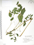 中文名:黃花鳳仙花(S030987)學名:Impatiens tayemonii Hayata(S030987)