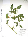 中文名:黃花鳳仙花(S069385)學名:Impatiens tayemonii Hayata(S069385)