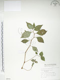 中文名:紫花鳳仙花(S008932)學名:Impatiens uniflora Hayata(S008932)中文別名:單花鳳仙花