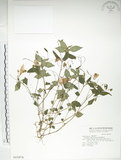 中文名:紫花鳳仙花(S015874)學名:Impatiens uniflora Hayata(S015874)中文別名:單花鳳仙花