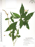 中文名:紫花鳳仙花(S088301)學名:Impatiens uniflora Hayata(S088301)中文別名:單花鳳仙花