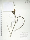 中文名:山菜豆(S007801)學名:Radermachia sinica (Hance) Hemsl.(S007801)英文名:Asia bell tree