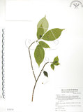 中文名:臺灣青莢葉(S075570)學名:Helwingia japonica (Thunb.) Dietr. subsp. formosana (Kanehira & Sasaki) Hara & Kurosawa(S075570)中文別名:葉長花英文名:Helwingia