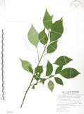 中文名:臺灣青莢葉(S087782)學名:Helwingia japonica (Thunb.) Dietr. subsp. formosana (Kanehira & Sasaki) Hara & Kurosawa(S087782)中文別名:葉長花英文名:Helwingia