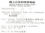 中文名:臺灣龍膽(S014840)學名:Gentiana davidii Franch. var. formosana (Hayata) T. N. Ho(S014840)