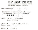 中文名:臺灣龍膽(S015374)學名:Gentiana davidii Franch. var. formosana (Hayata) T. N. Ho(S015374)