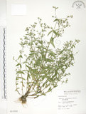 中文名:大籽當藥(S015350)學名:Swertia macrosperma (C.B.Clarke) C.B.Clarke(S015350)中文別名:巒大當藥