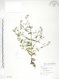 中文名:大籽當藥(S015351)學名:Swertia macrosperma (C.B.Clarke) C.B.Clarke(S015351)中文別名:巒大當藥