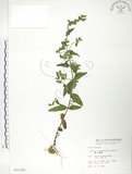 中文名:大籽當藥(S015394)學名:Swertia macrosperma (C.B.Clarke) C.B.Clarke(S015394)中文別名:巒大當藥