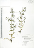 中文名:大籽當藥(S043502)學名:Swertia macrosperma (C.B.Clarke) C.B.Clarke(S043502)中文別名:巒大當藥